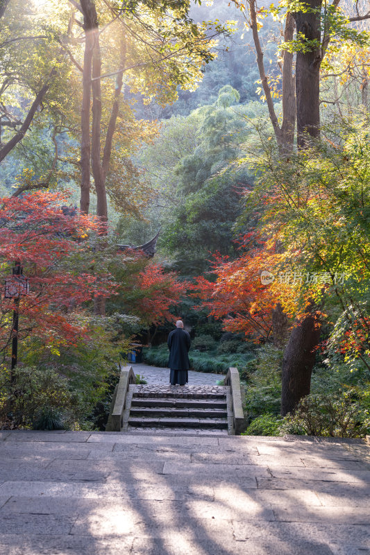 浙江杭州永福禅寺古寺秋景枫树红叶禅意