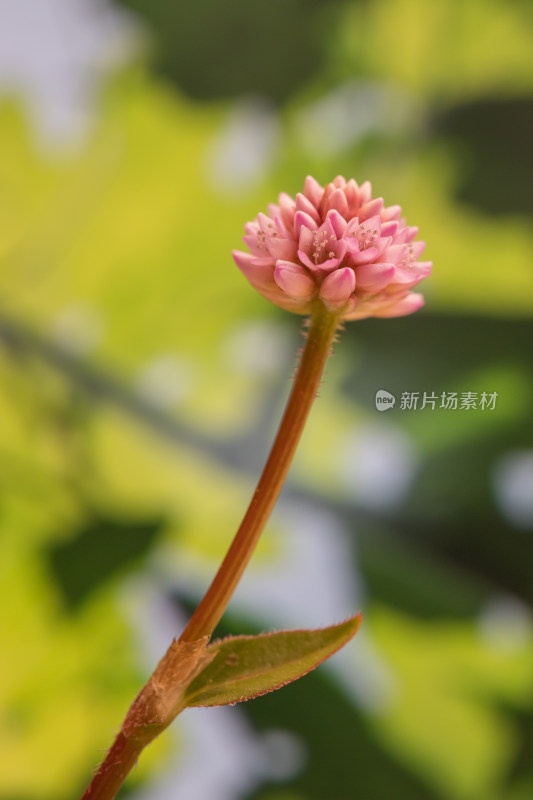 小野花特写