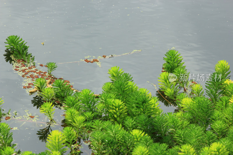 狐尾藻水草水生植物绿色背景