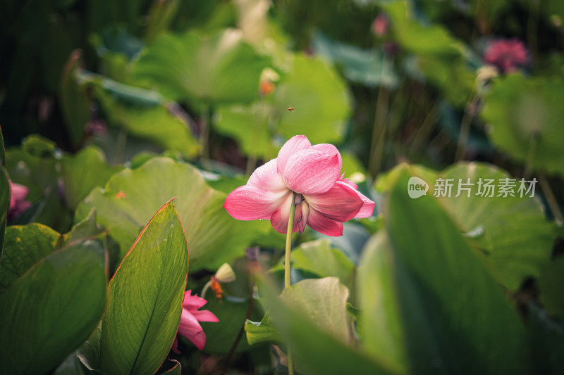 夏天雨后的荷花挂满水珠