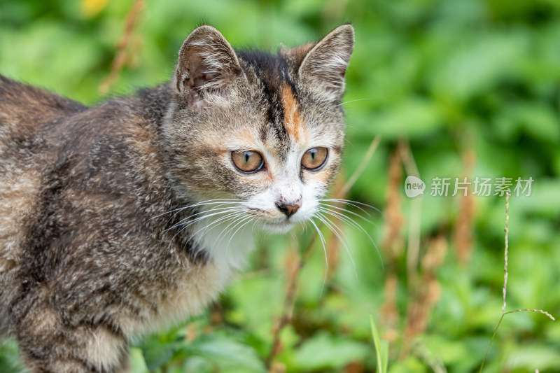 狸花猫、小猫咪