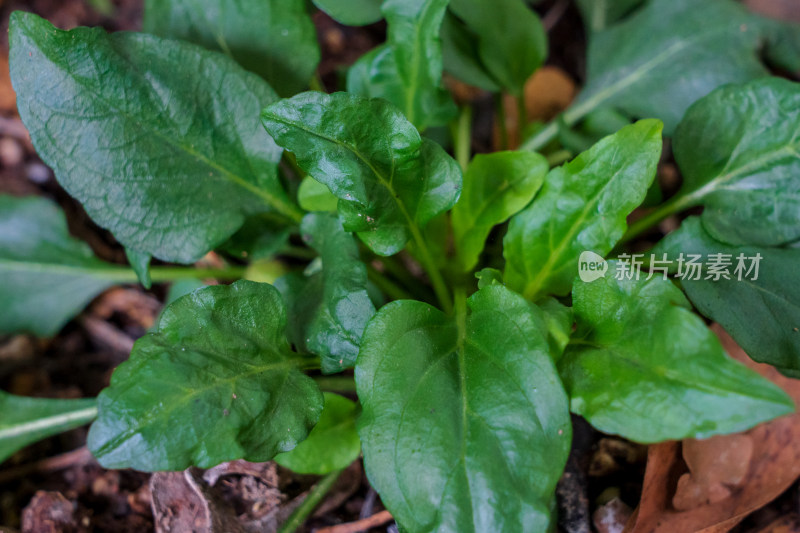 中药材唇形科植物夏枯草