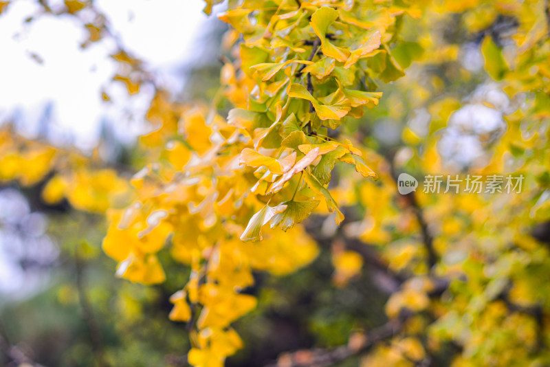 青岛八大关风景区风光