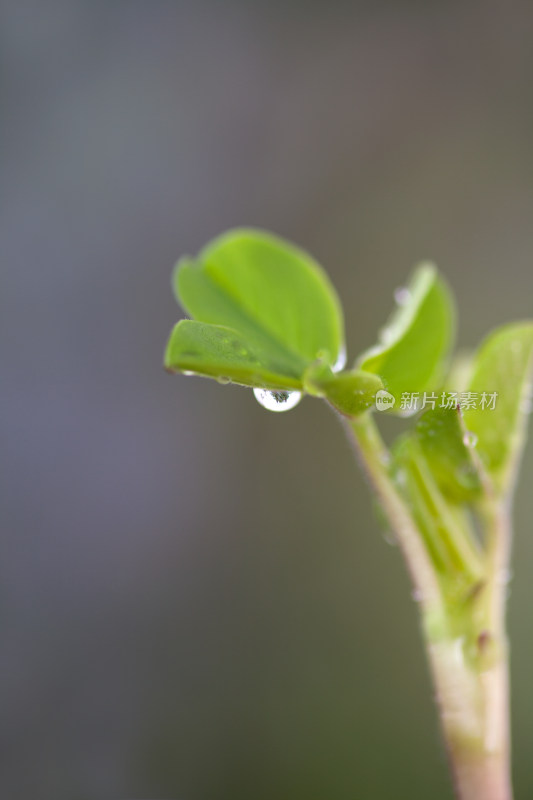 春天萌发的嫩芽