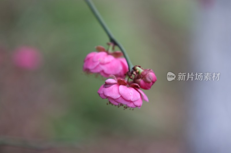 粉色花卉特写