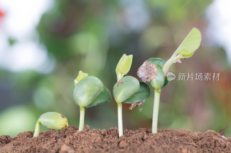 春季土壤里一排逐渐长大的绿植