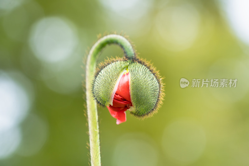 虞美人花骨朵含苞待放