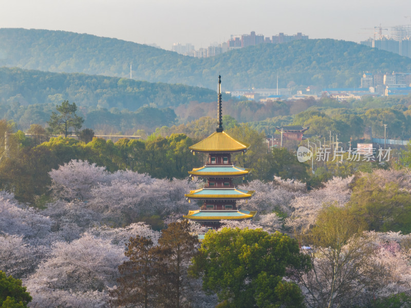 武汉东湖磨山樱花园樱花盛开