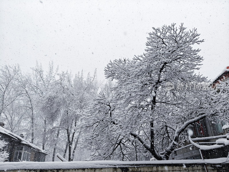 暴雪天银装素裹的树