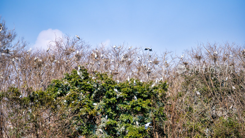 成都锦城公园栖栖的野生苍鹭