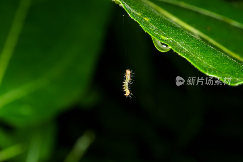 绿叶上悬挂着的小毛毛虫特写