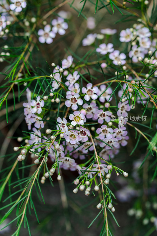 紫色桃金蜡花特写