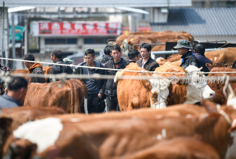 贵州牲畜交易市场牛市卖牛人流热闹