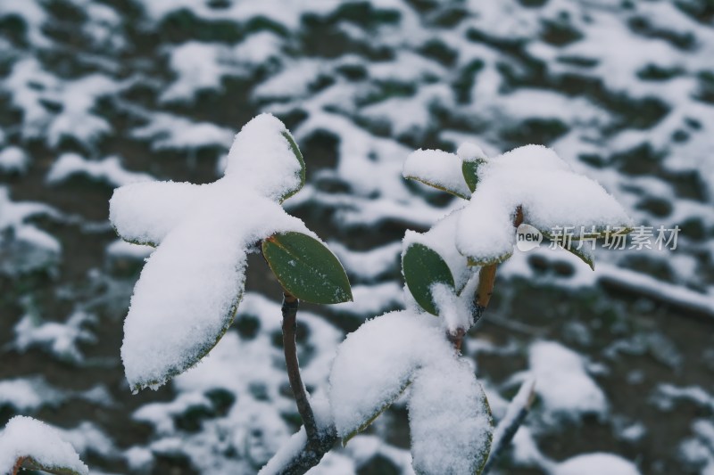 川西雪山雪景氛围感