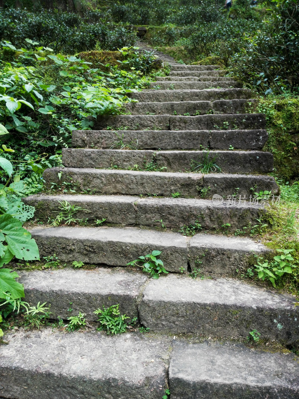 武夷山山林间长满绿植的石阶