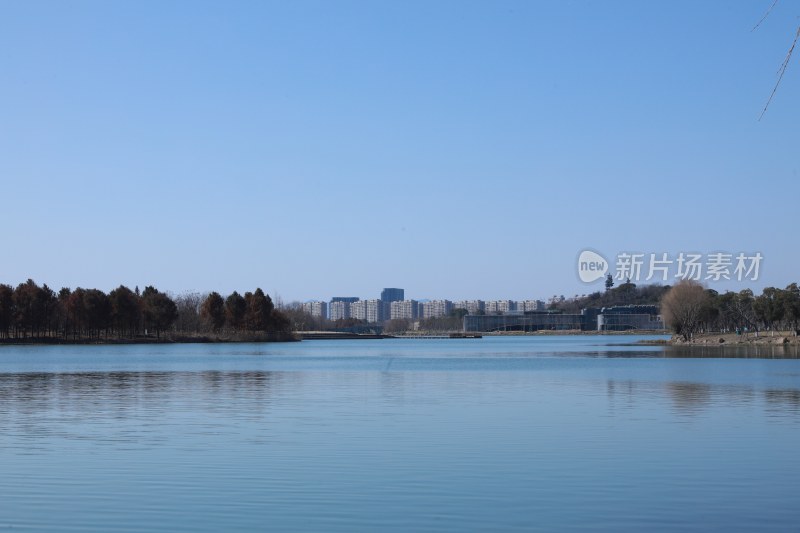 平静湖水旁有树木和城市建筑的景象