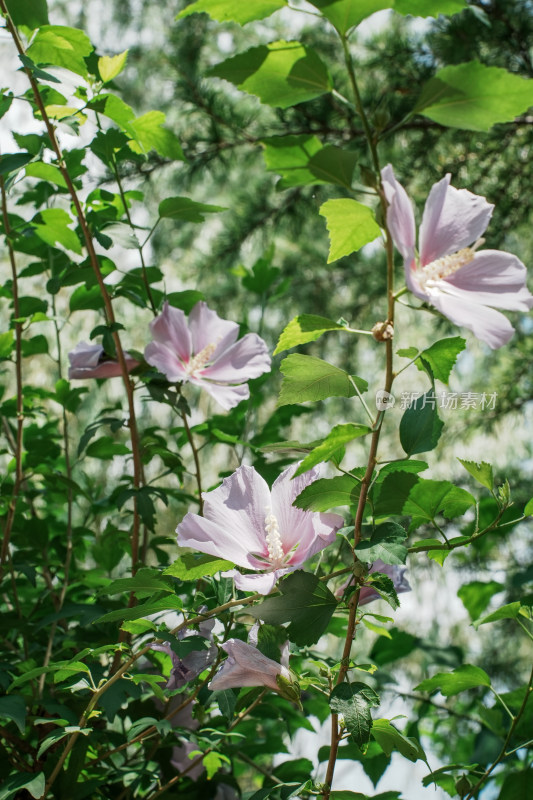 北京圆明园木槿花