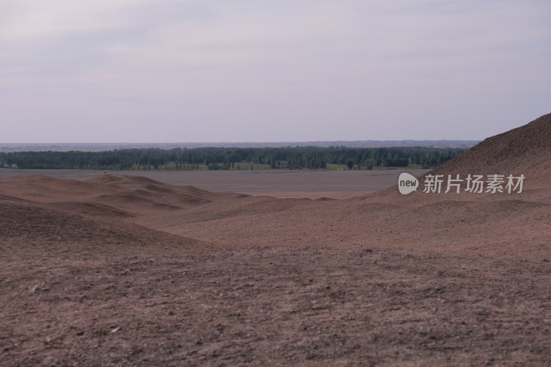 广袤沙漠与远处树林景观