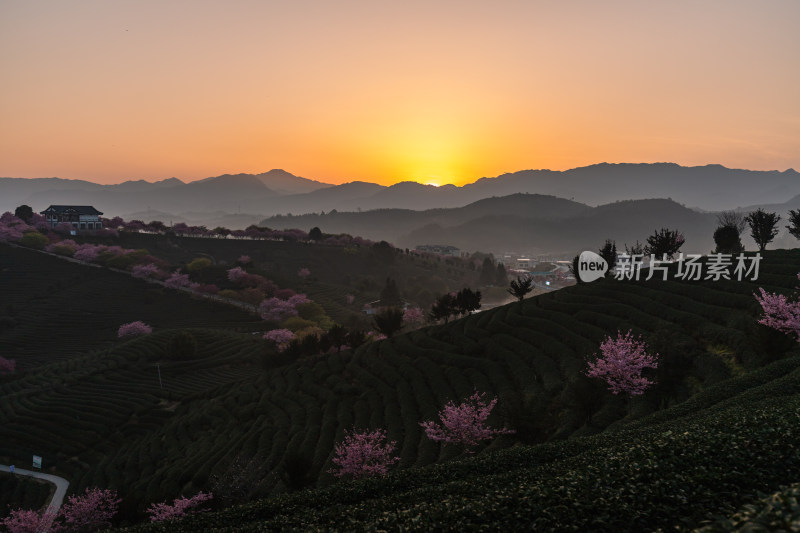 龙岩永福台品樱花茶园