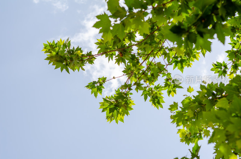 仰拍夏日的梧桐树叶