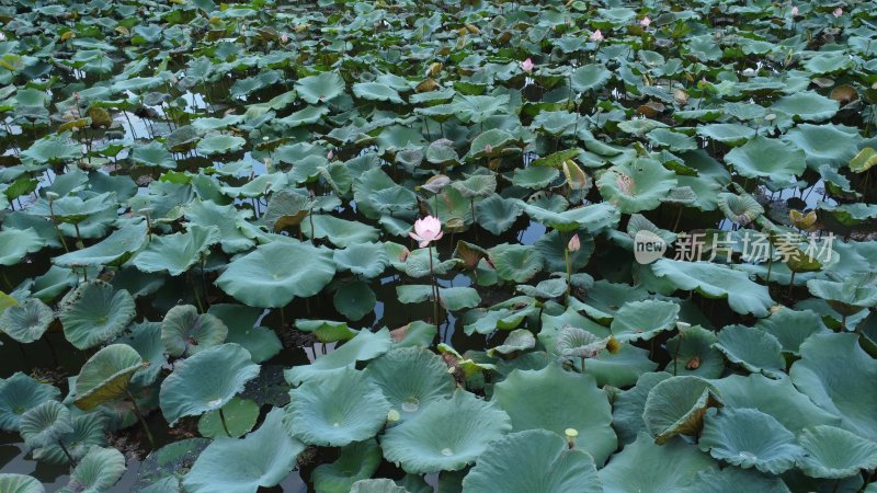 广东东莞：荷花池里荷叶田田 荷花盛开