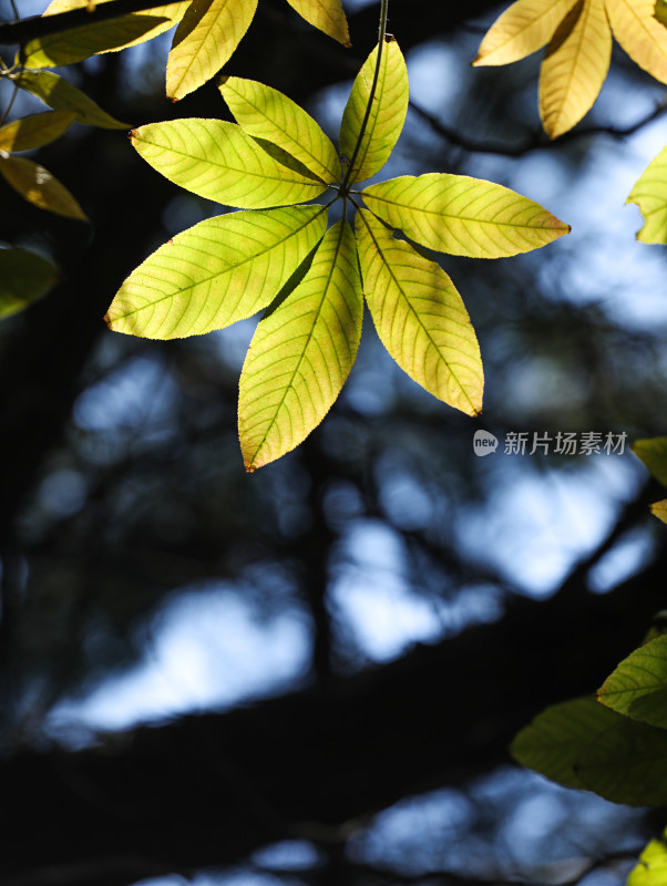 阳光下闪闪发光的金黄色树叶叶子特写