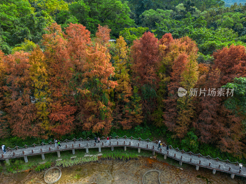 深圳仙湖植物园落羽杉