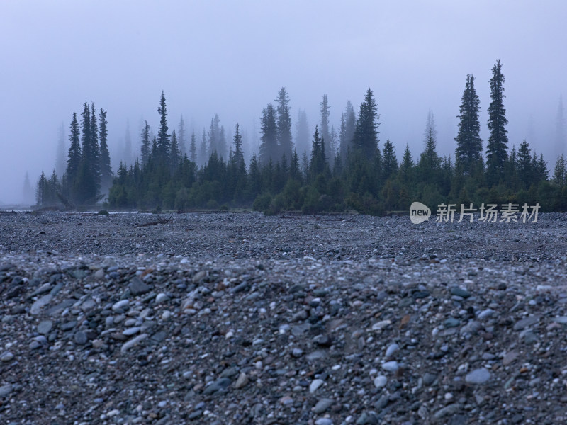 早晨晨雾弥漫中的森林自然风景