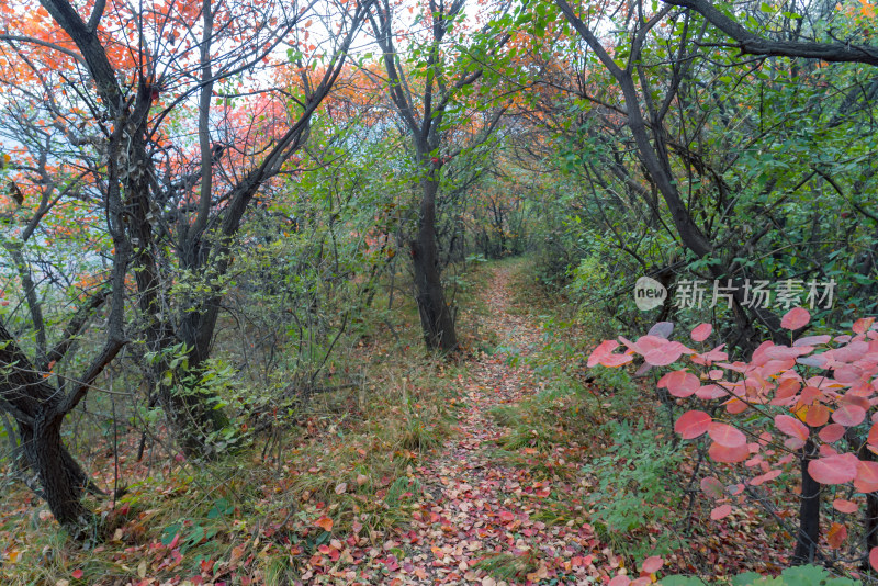 秋天霜降树木落叶小路荒野萧瑟户外徒步旅行