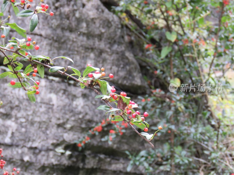 湖北恩施梭布垭石林旅游风光