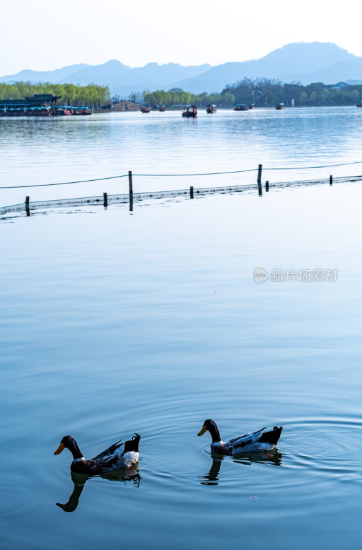 湖面双鸭悠然戏水