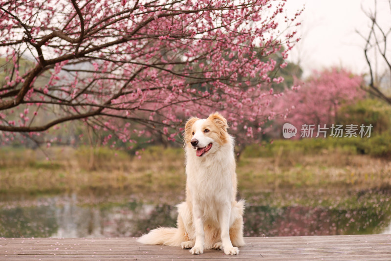 坐在梅花树下的边境牧羊犬