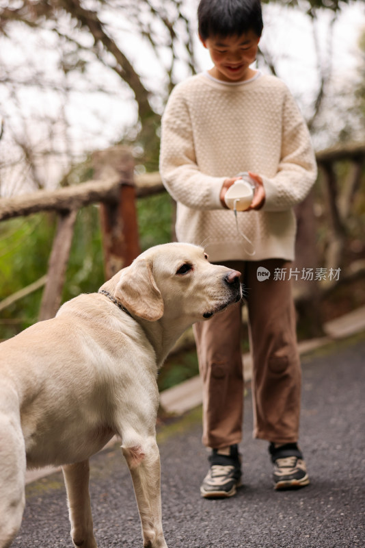 一个中国小男孩和他的宠物拉布拉多犬