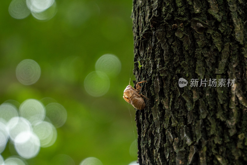 夏天树上的蝉知了