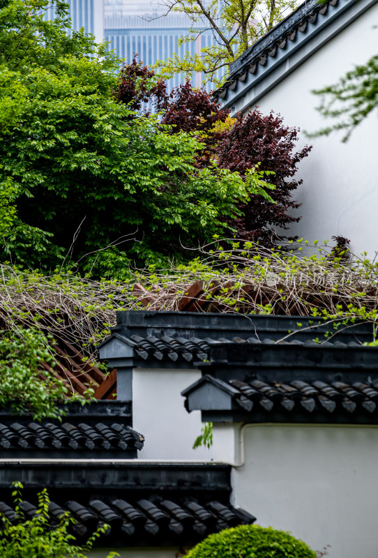 上海植物园盆景园景点景观