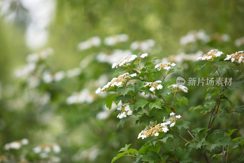 户外的绿化植物鸡树条