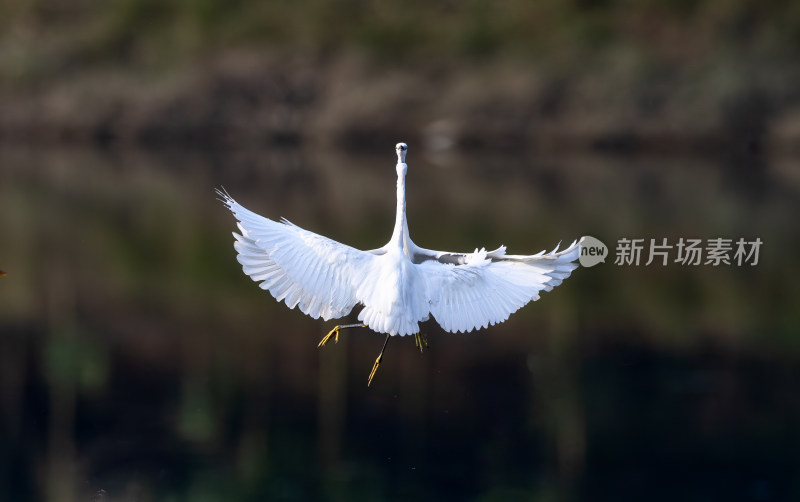 野生生态摄影高清大片