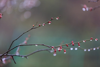 雨中的唯美梅花 带水滴水珠的梅花盛开