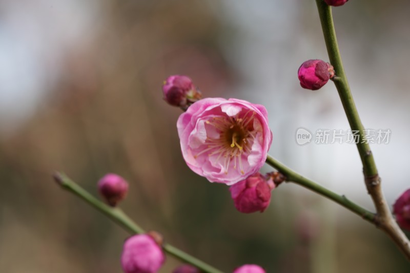 特写粉色梅花及花苞