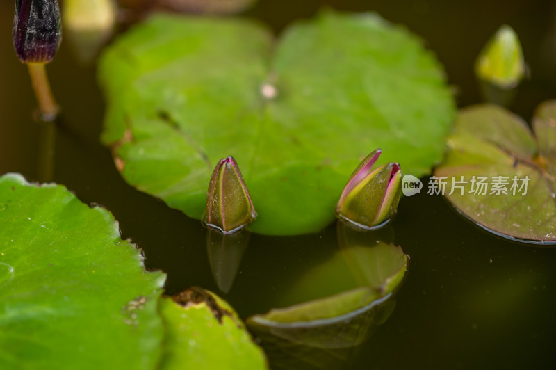 水中睡莲荷叶与花苞