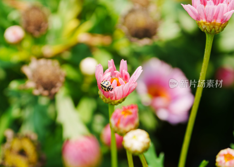 瓢虫与花蕾的邂逅