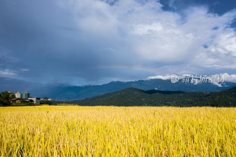 秋天雨后金黄稻田上的彩虹