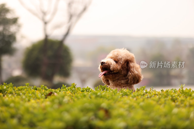 一只草丛里翘首以盼的泰迪犬