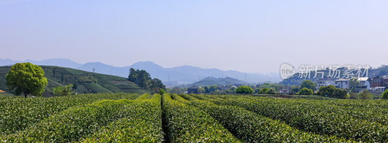 中国杭州龙坞春天里的茶园风光全景图