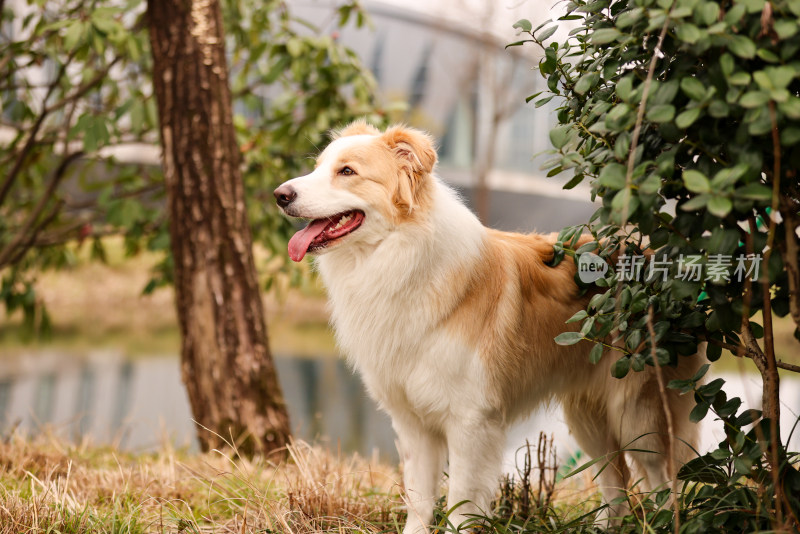 站在湖边的边境牧羊犬