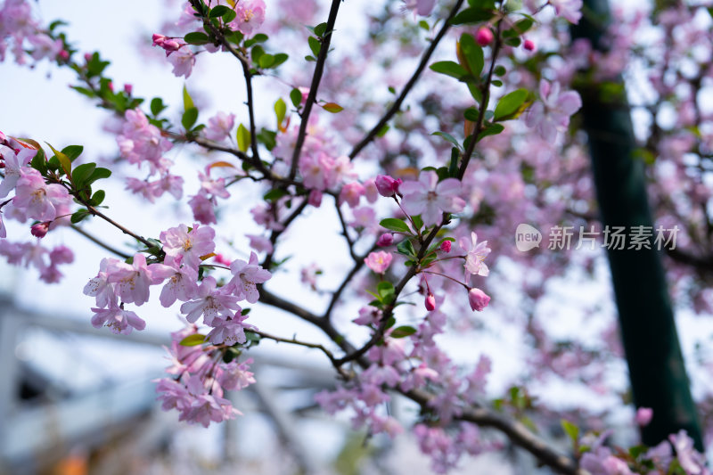 杭州白塔公园春景