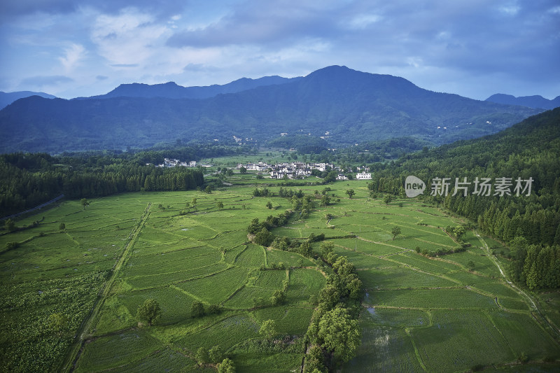 绿油油的稻田