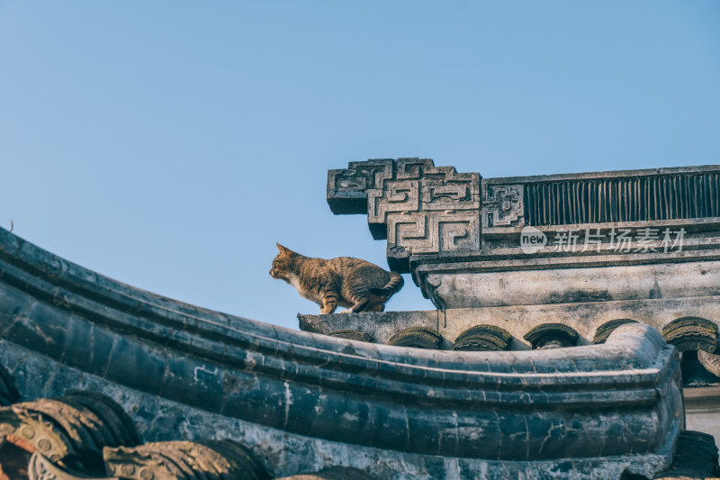 中式建筑屋顶上的狸花猫-苏州五峰园