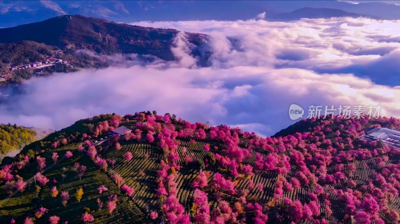 航拍云海中的无量山樱花谷茶园茶山