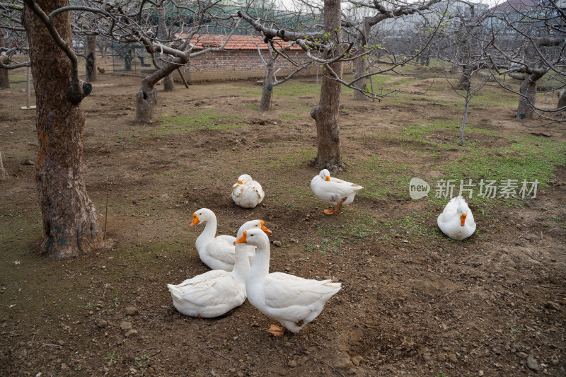 一群大白鹅在果园中休息